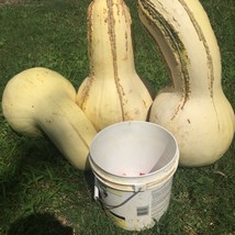 New Fresh Seeds 7 Tennessee Giant White Cushaw Squash Jonathan Vegetable... - $11.98