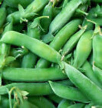 20 Seeds Sugar Lace Snap Pea Bush Green Sweet - £7.73 GBP