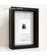 Green Scarab Anomala Real Jewel Beetle Framed Entomology Shadowbox Display - $58.00