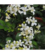 Lake View Jasmine In 6 Inch Pot Murraya Paniculata Orange Jasmine No Shi... - $112.99 CAD