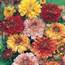 USA Non GMO 100 Seeds Painted Daisy Dunetti Mix Heirloom Chrysanthemum Perennial - £7.16 GBP