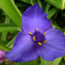 USA Seller 50 Virginia Spiderwort Wild Flower Seeds Free Shipping - £13.12 GBP