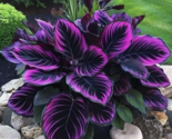 Purple Tip Calathea Couture Flower Indoor 25 Seeds  - £6.65 GBP