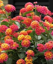 50 Pink Orange Verbena Seeds Flower Seed Flowers Spring Perennial Wildflower 247 - £9.81 GBP