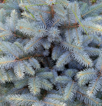 Blue Spruce Christmas Trees Colorado, Picea pungens 50 seeds - £6.21 GBP