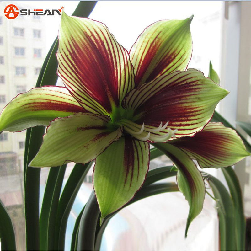 2 Bulbs Green Rare Barbados Lily, Hippeastrum Bulbs Plant Flower - £23.12 GBP