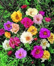 50+ Double Moss Rose Mix / Portulaca / Annual Flower Seeds / Ground Cover - £11.18 GBP