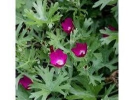 Godetia Wine Cup Clarkia purpurea 300 Seeds Free Shipping - $75.58 MXN