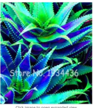 Rare 50  pcs Aloe Vera Plant Herbal Succulent Bonsai Houseplants Edible Beauty C - £6.05 GBP