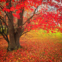 40 Seeds Fast Growing Tree Seeds: Red Maple Acer Rubrum Us - £7.16 GBP