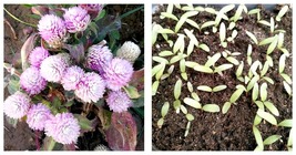 600 Seeds Pink Dwarf Gomphrena Globosa Seeds for Charming 25cm Plants - £25.76 GBP