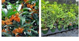 Live Plant - Orange Flowering Fragrant Tea Olive (osmanthus) - ( 1 QT ) - £42.26 GBP