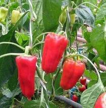 New Rare Aleppo pepper (pure strain), 25 Seeds - £9.77 GBP