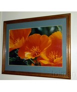Hazel Rand photograph of California Poppies - Feb &#39;96 Could be Peninsula... - $54.70 CAD