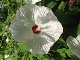 7 White Hibiscus Flower Seeds-1285 - £3.14 GBP