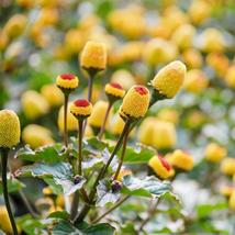 200 Spilanthes acmella Seeds , Toothache Plant Seeds - $5.00