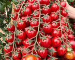 30 Seeds Waterfall Tomatoes Seeds Sweet High Yield Heirloom Organic Rare... - £7.20 GBP