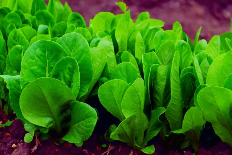 200+ Spinach Seeds for Planting Space Hybrid Spinach - $12.55