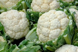100 Cauliflower Seeds ,Non-GMO , Cauliflower Heirloom vegetable seeds, - $3.50
