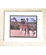 Giraffes Amboseli Park Kenya Professional Photographer Jeffery Kennedy N... - $15.83