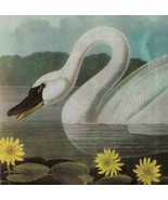 Whistling Swan Bird 1946 Color Art Print John James Audubon Nature DWV2C - $39.99