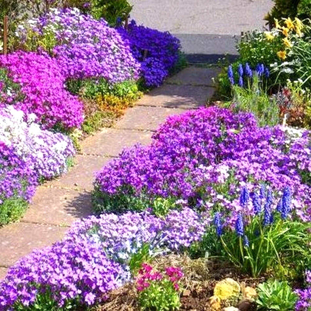 1000 Rock Cress Seeds Royal Hummingbird Spring Mix Ground Cover Deer Res... - $5.10