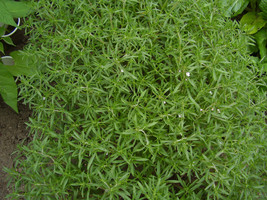 Savory Summer Savory Herb 510 Seeds Fresh Seeds USA - $5.98