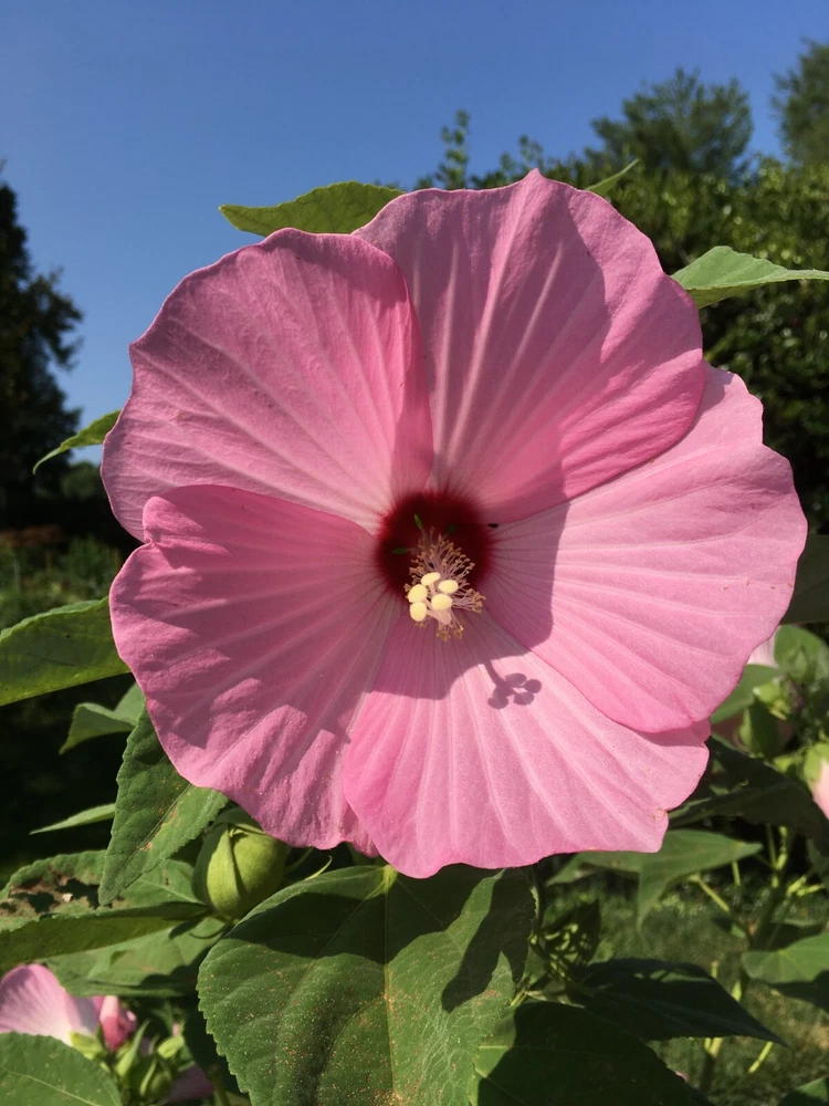 Exclusive 30 Pink Swamp Rose Mallow Seeds Hardy Hibiscus Moscheutos - €2,47 EUR