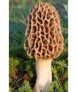 50Pcs seeds Delicious Mushroom Bonsai Organic Green Food Funny Succulents - €4,00 EUR