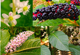 FMG 30 American Pokeweed Seeds (Phytolacca Americana) Inkberry Dragonber... - $208.92 MXN