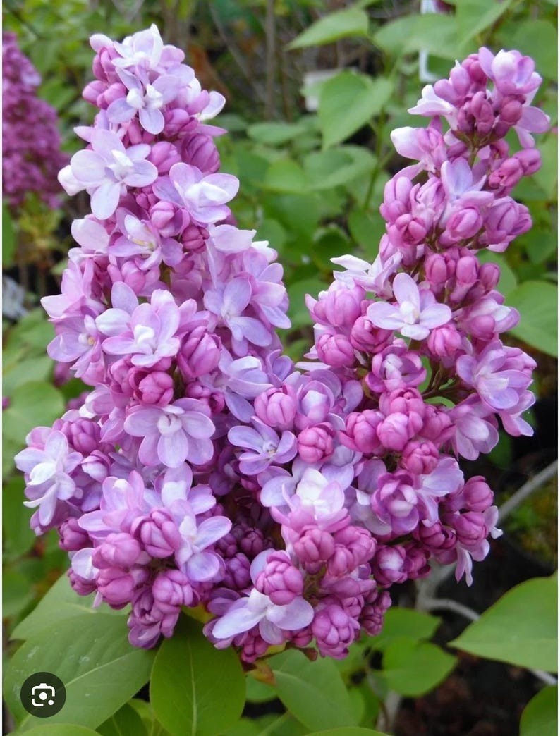 Belle de Nancy Lilac Syringa vulgaris Small Rooted STARTER Plant 4-8 inc... - $57.99