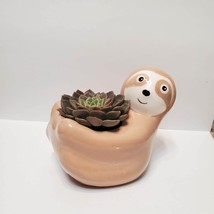 Sloth Planter with Echeveria Succulent,  Animal Planter, 5" beige ceramic pot