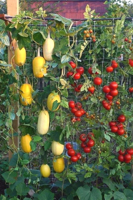 30+ Spaghetti Squash Seeds-Open Pollinated-NON GMO-Organic - $4.60