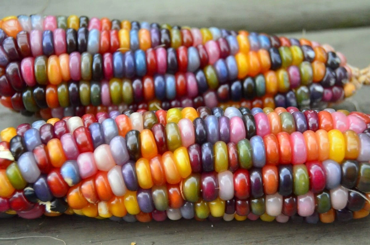 25+ Glass Gem Indian Corn Seeds Plant Beautiful Colorful Vibrant Organic... - $4.64