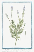 13757.Decor Poster.Room floral design.Garden plant.Botanical art.Lavender flower - £12.94 GBP+