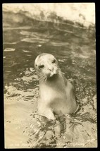 Vintage Postcard Sawyers Real Photo Harbor Seal Oregon Coast Highway Howdy Folks - £10.16 GBP