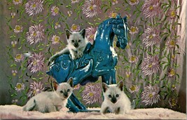 Vintage Postcard Blue Point Siamese Kittens &amp; Horse Columbia Wholesale Supply - £4.17 GBP