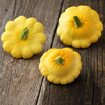 Ship From Us Scallop Yellow Bush Summer Squash Seeds -2 Lb SEEDS- Heirloom, TM11 - £72.70 GBP