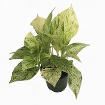 4&quot;Pot Marble Live Plant Queen Devils Ivy Pothos Epipremnum Easy Grow Houseplant - £63.67 GBP