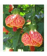 Tiger Eye Abutilon Flowering Maple Small Rooted Starter Plant Profuse Bl... - $44.98