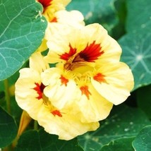 New! 25+ Jewel Peach Melba Nasturtium Flower Seeds Long Lasting Annual - £7.59 GBP