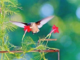 FA Store 40 Cypress Vine Flower Seeds Climbing Flowering Vine Summer - $8.85