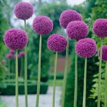 Rose Purple Onion Plant Plant seeds Onion Globemaster Ornamental Onion - $6.00