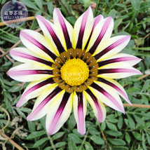 Gazania White Yellow Petals Purple Black Stripe Treasure Flower Seeds 30 Seeds B - $6.36