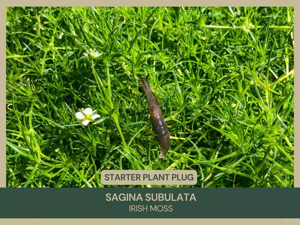 Sagina subulata 3 Irish Moss Starter Plant Plug Lush Green Carpet - $38.81