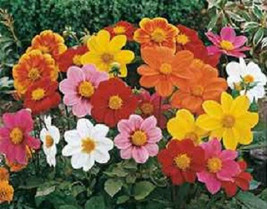 50 Dahlia Seeds Mignon Mix Flower Seeds Garden USA - £8.49 GBP