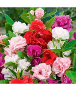 PSA Impatiens Balsamina Balsam Camelia Flowered Mix Attractive Fast Growing - $271.49 MXN
