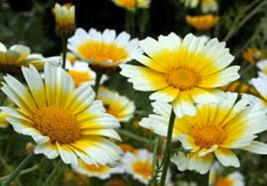 Garland Daisy 100+ Seeds Organic Newly Harvested - £0.78 GBP