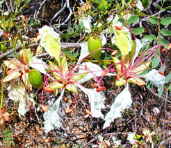 Delonix Pumila, Flamboyant Poinciana Tree Very Rare Bonsai Plant Seed - 10 Seeds - £11.79 GBP