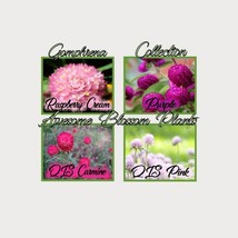 Pick A 4 Pack Of Gomphrena Seed New Fresh Seeds USA - $21.98